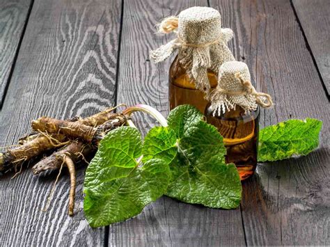 burdock root hindi